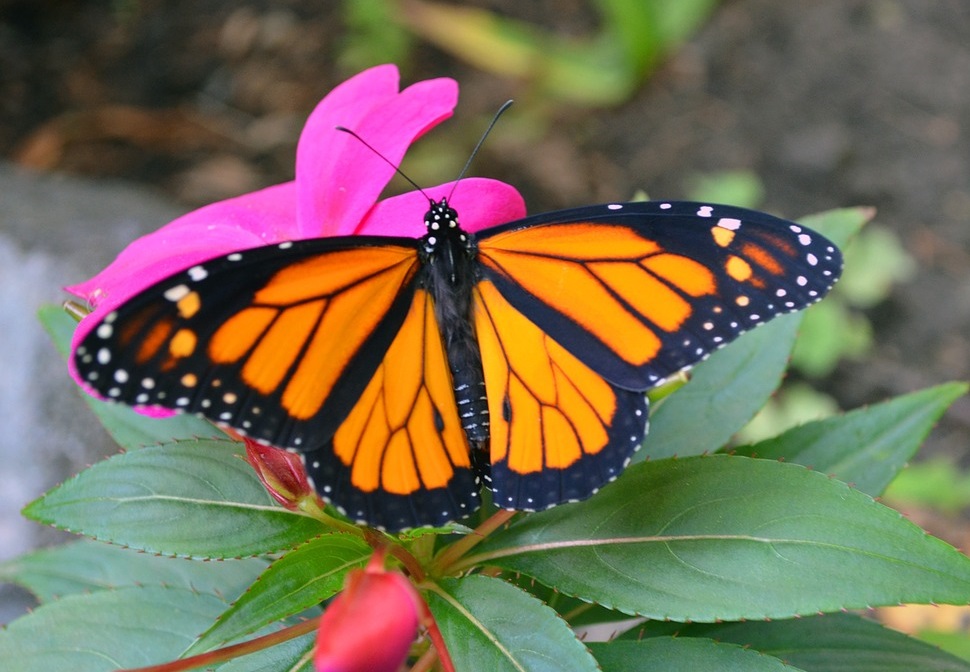 2018: the year of the pollinator