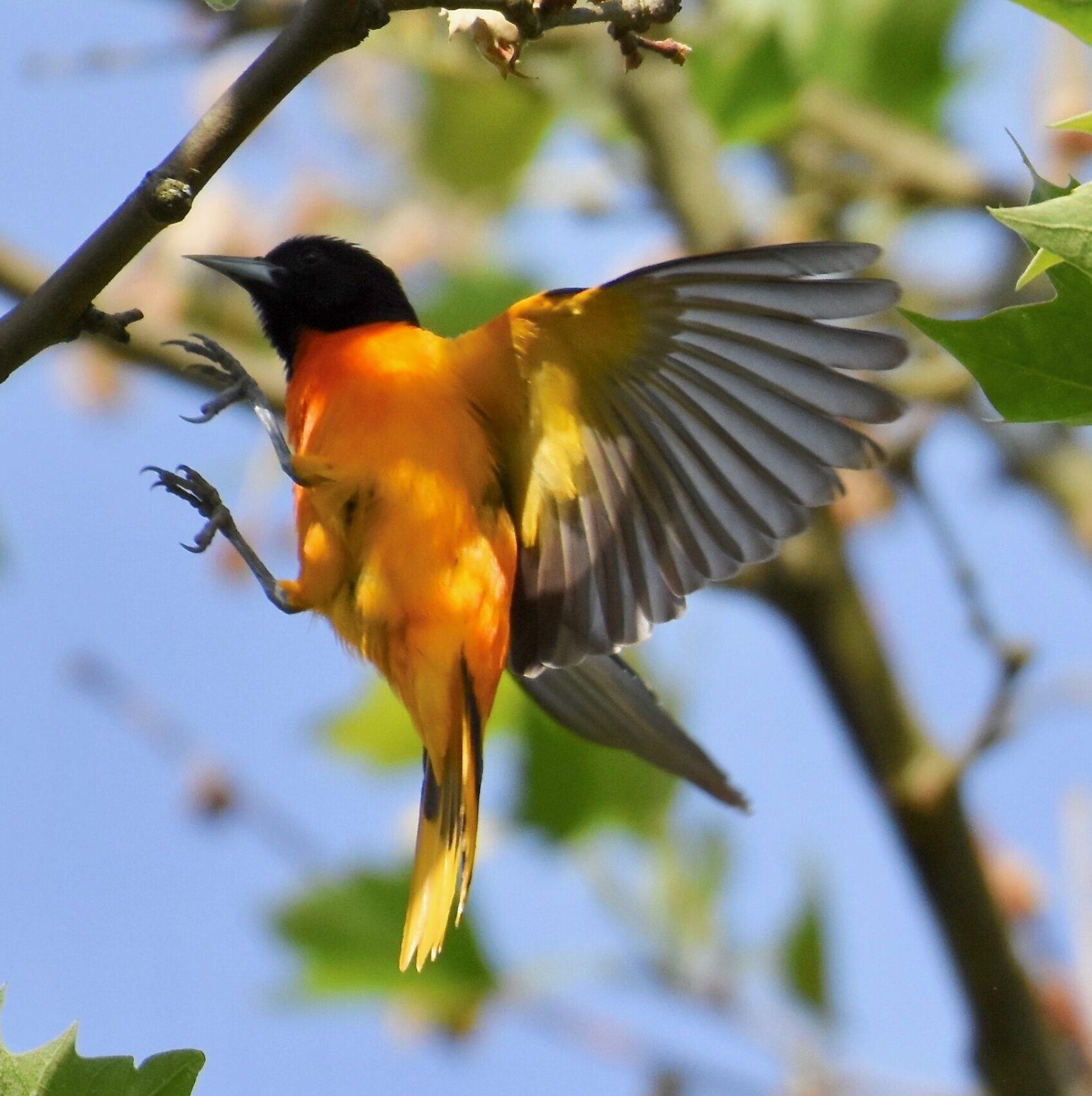 June Bird of the Month: Baltimore Oriole - Awbury Arboretum